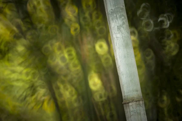 Bulanık Bambu Ormanı Çin Bahçe — Stok fotoğraf