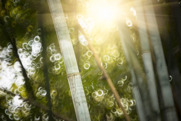 Wazig Bamboebos Tuin China — Stockfoto