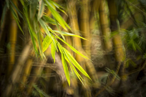 Floresta Bambu Borrada Jardim China — Fotografia de Stock