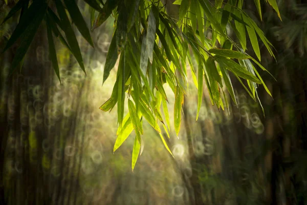 Forêt Bambous Floue Jardin Chine — Photo