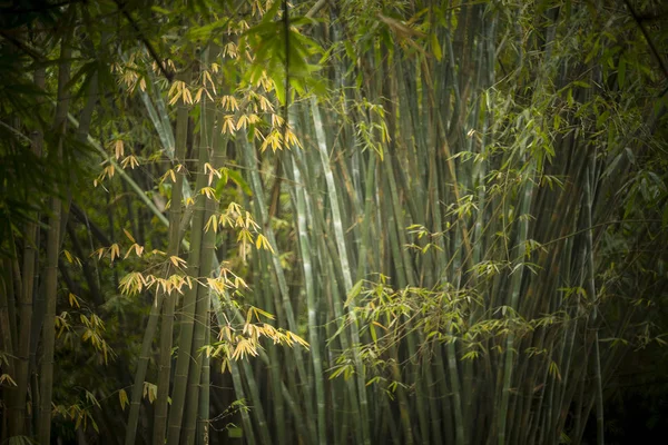 Bosque Bambú Borroso Jardín China — Foto de Stock