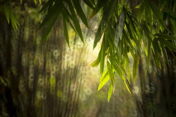 Forêt Bambous Floue Jardin Chine — Photo