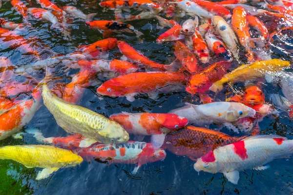 Crowdfish Eines Gartens Bei Japanern — Stockfoto