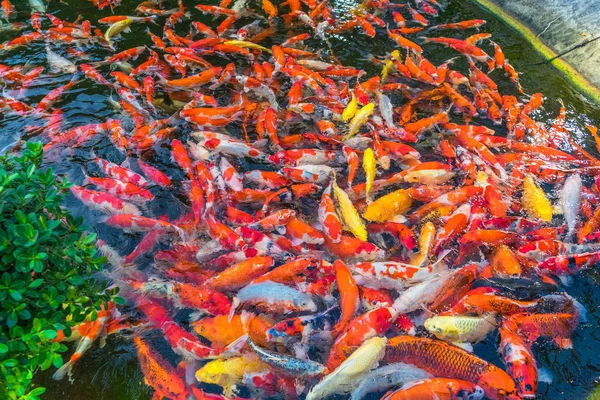 crowd fish of a garden at japanese.