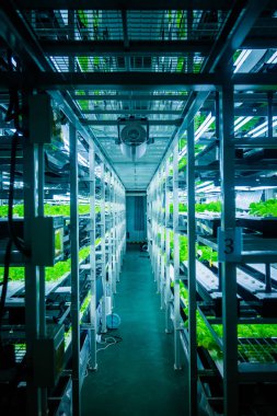 İçinde hydroponic sistemi bitki ekili
