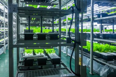 İçinde hydroponic sistemi bitki ekili