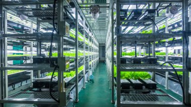 İçinde hydroponic sistemi bitki ekili