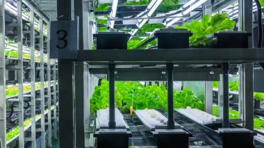 İçinde hydroponic sistemi bitki ekili