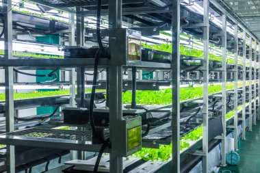 İçinde hydroponic sistemi bitki ekili