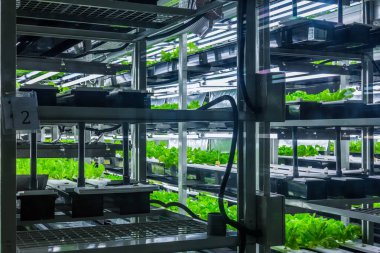 İçinde hydroponic sistemi bitki ekili