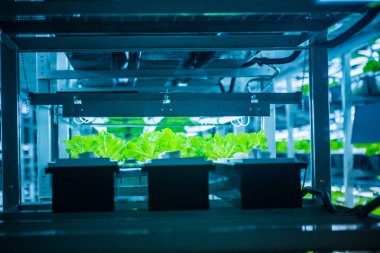 İçinde hydroponic sistemi bitki ekili