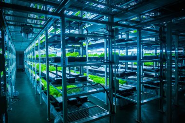 İçinde hydroponic sistemi bitki ekili