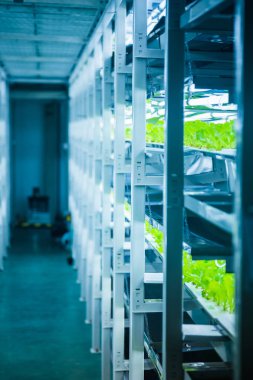 İçinde hydroponic sistemi bitki ekili