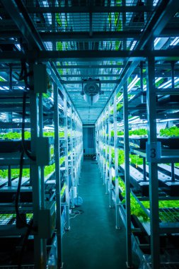 İçinde hydroponic sistemi bitki ekili