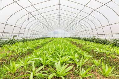 Ev sebze büyüme yeşil, Çin shanghai.