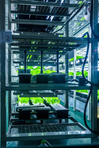 Green House Vegetabiliska Tillväxt Shanghai Kina — Stockfoto