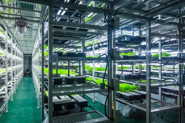 Green House Vegetabiliska Tillväxt Shanghai Kina — Stockfoto