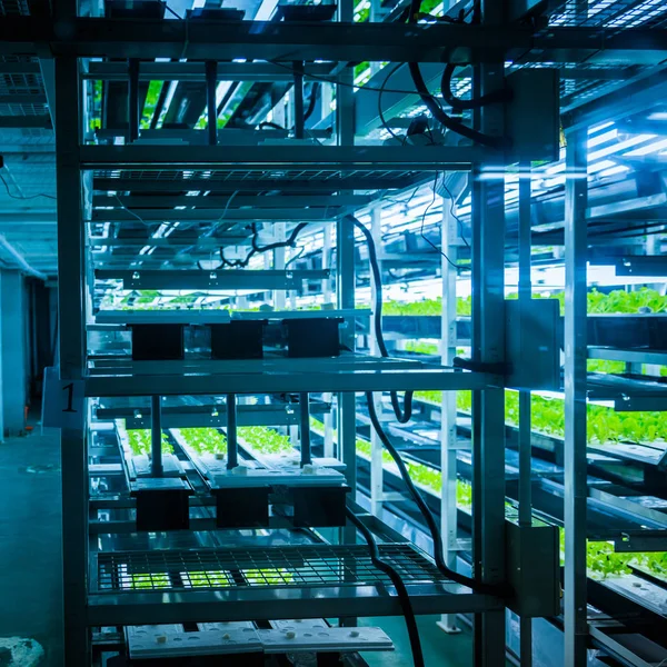 養液栽培システムで栽培される植物 — ストック写真