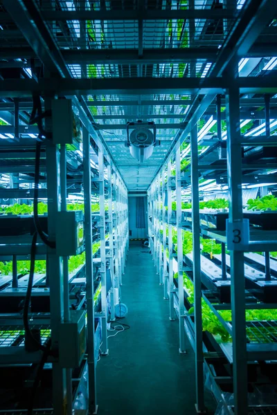 養液栽培システムで栽培される植物 — ストック写真