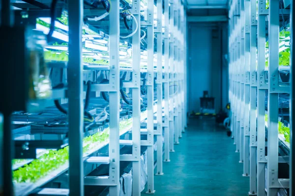 Las Plantas Cultivan Sistema Hidropónico — Foto de Stock