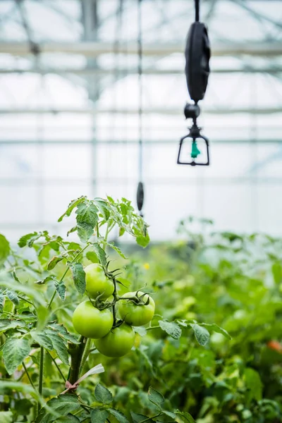 Green House Vegetabiliska Tillväxt Shanghai Kina — Stockfoto