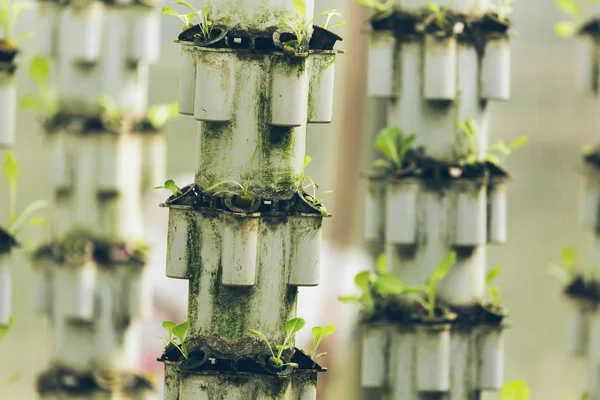 Plants Cultivated Hydroponic System — Stock Photo, Image