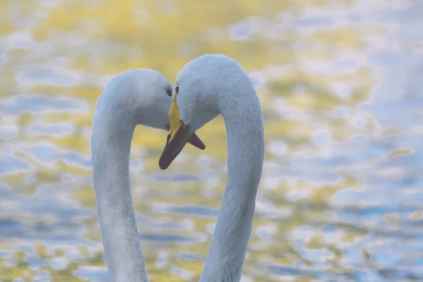 romantic two swans, symbol of love