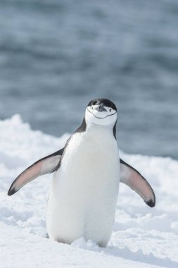 Gentoo penguenleri Buzdağı Antarktika üzerinde