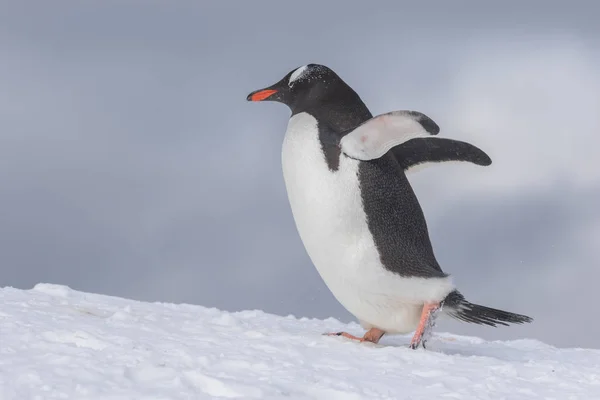 氷山南極にジェンツー ペンギン — ストック写真