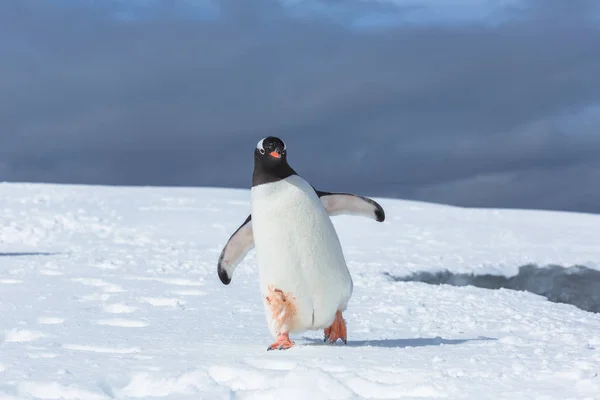 Gentoo Penguins on Iceberg antarctic