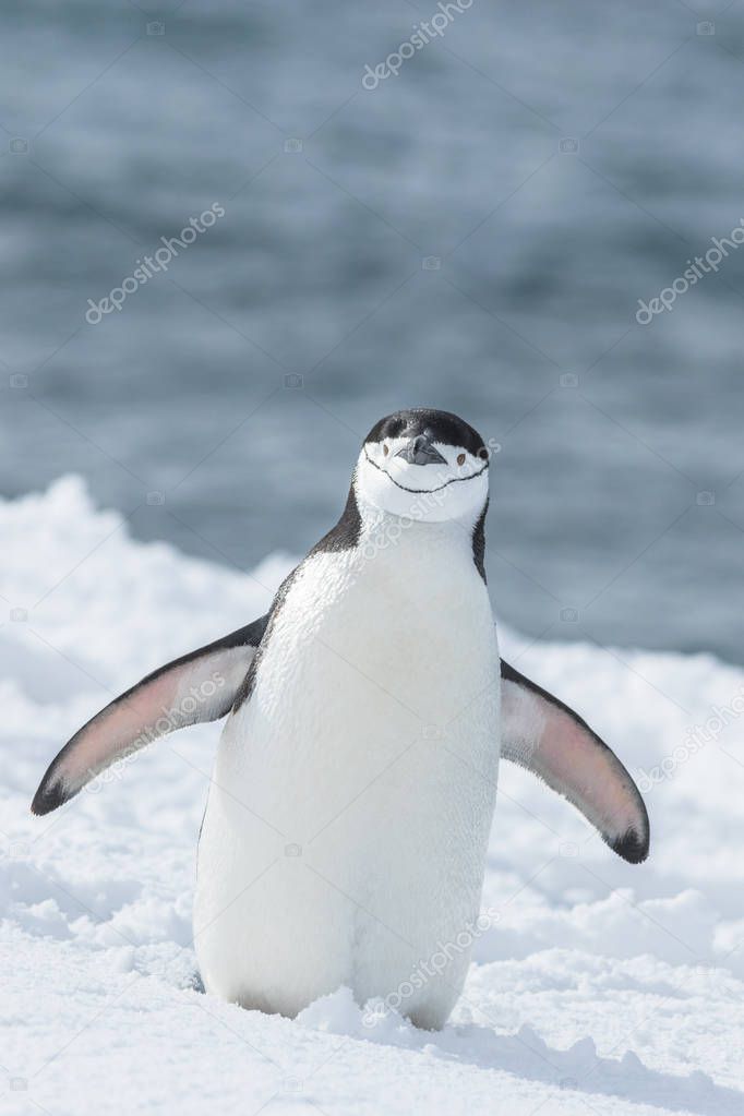 Gentoo Penguins on Iceberg antarctic