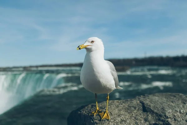 Mewa Stojący Stronie Niagara Falls Kanada — Zdjęcie stockowe