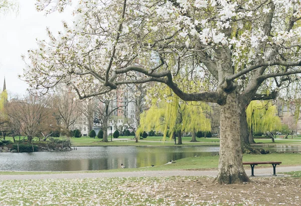 Våren Yale University Usa — Stockfoto