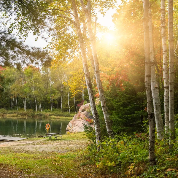Sunlight Через Ліс Падінні Канада — стокове фото