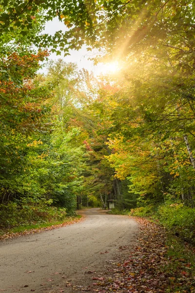 Köy Yolunda Sonbahar Kanada Maple Orman Yoluyla — Stok fotoğraf