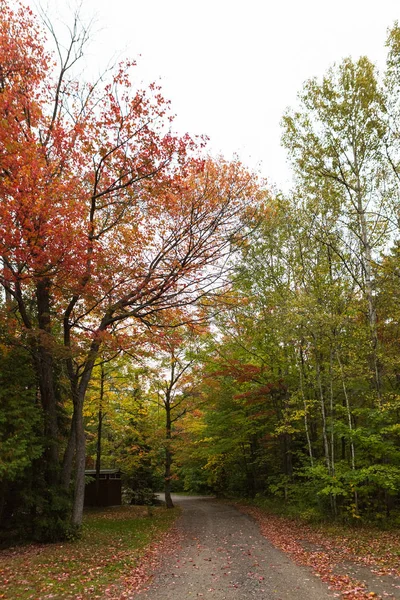 Strada Campagna Attraverso Foresta Acero Autunno Canada — Foto Stock