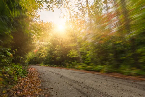 Polna Droga Przez Las Klonu Jesienią Kanada — Zdjęcie stockowe
