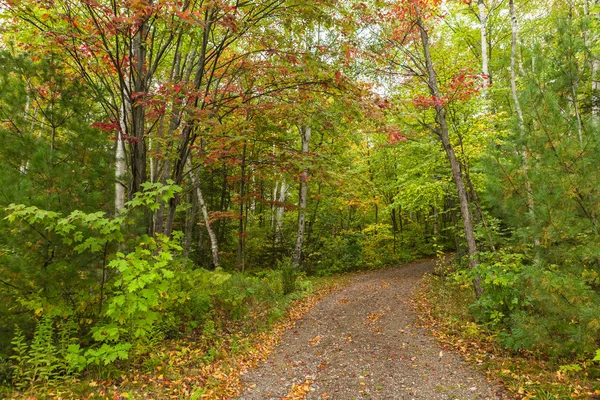 country road through maple forest in autumn, canada.