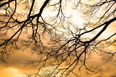 ağaç sunset arka plan ile su yansıması.