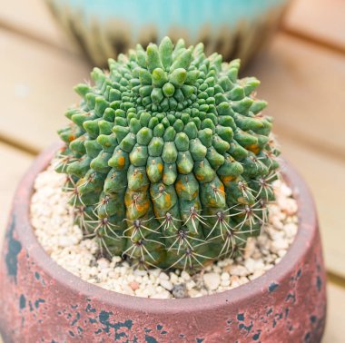  Bahçedeki minyatür sulu bitkiler