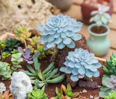  Bahçedeki minyatür sulu bitkiler