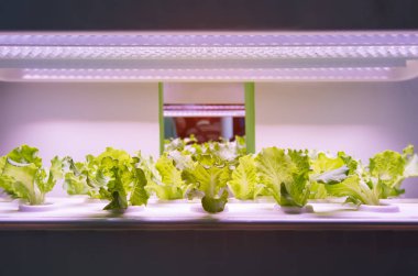 LED Light Indoor çiftliği ve tarım teknolojisi ile organik hidrofonik sebze yetiştiriliyor.