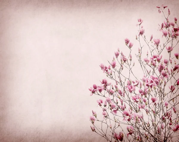 Pink Magnolia Flowers Old Paper Background — Stock Photo, Image