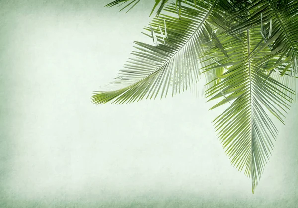 Old Paper Background Palm Leaf — Stock Photo, Image