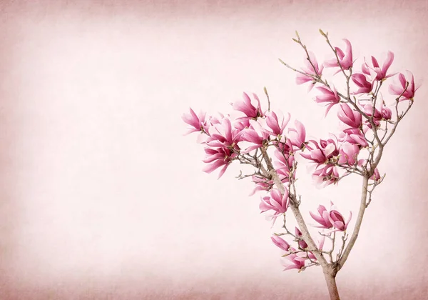 Magnolia Ροζ Λουλούδια Παλιό Χαρτί Φόντο — Φωτογραφία Αρχείου
