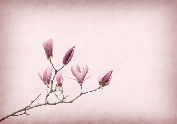Flores Magnolia Rosa Sobre Fondo Papel Viejo — Foto de Stock