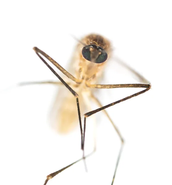 Mosquito Aislado Sobre Fondo Blanco — Foto de Stock