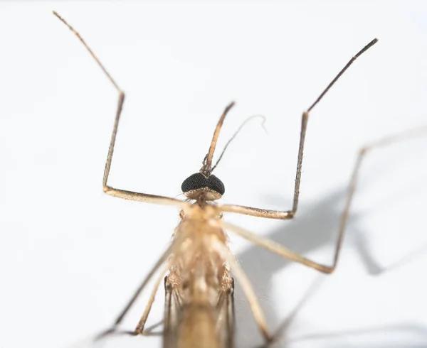 Beyaz Arkaplanda Sivrisinek Izole Edilmiş — Stok fotoğraf