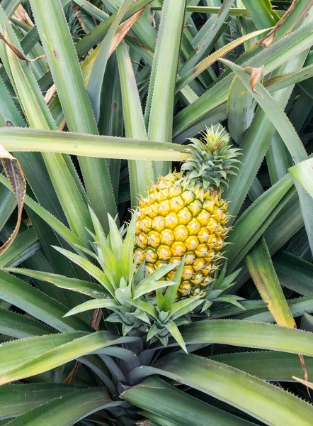 Frutos Piña Plantación — Foto de Stock