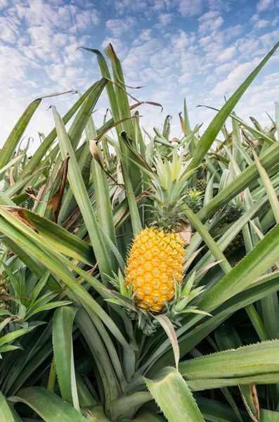 Frutos Piña Plantación — Foto de Stock